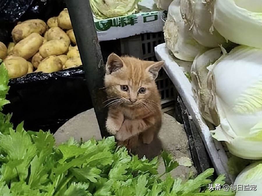 小貓坐在菜攤中央，膽怯怯的樣子太可愛，看來應該是第一次營業