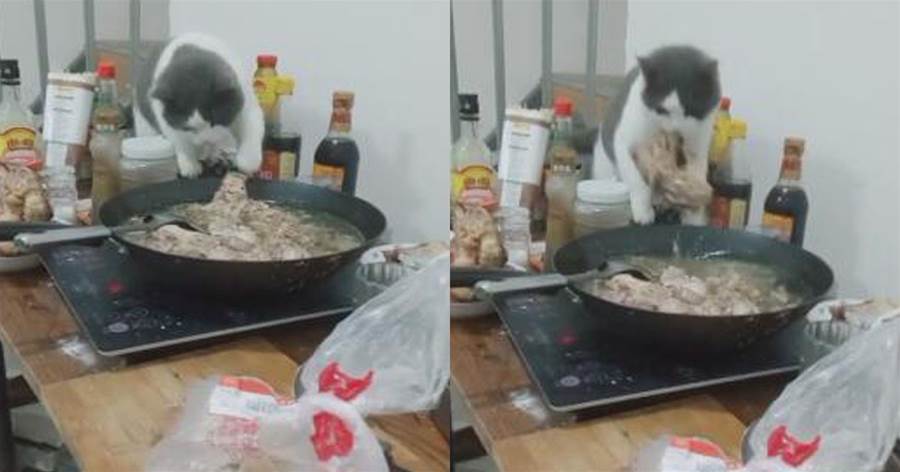 貓咪把手伸進滾燙的鍋里，一旁大狗對其充滿敬佩和羨慕