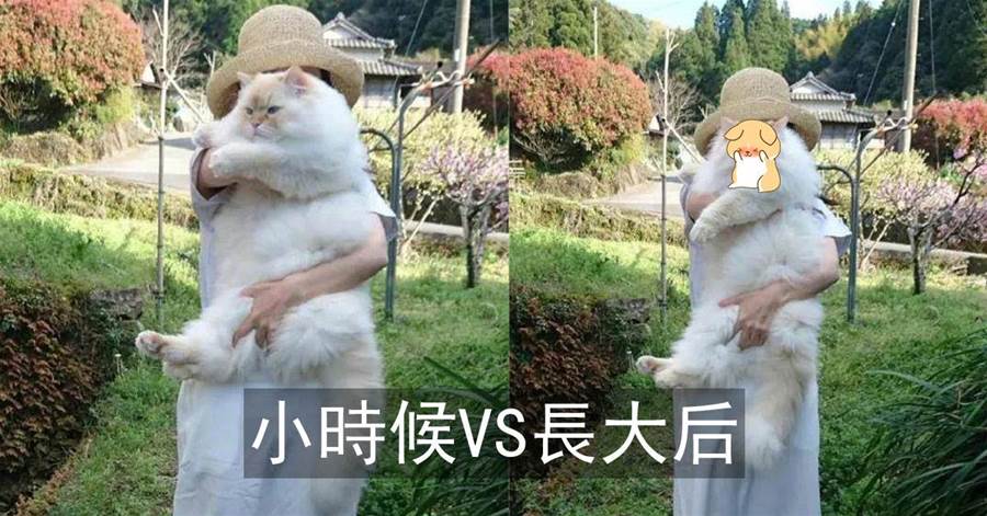 日本女孩曬出自己抱貓日常，一年后，照片把網友笑噴了