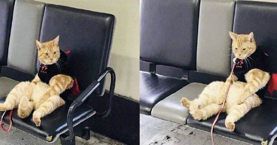 女主人在醫院生孩子，貓咪乖巧在醫院長椅等待，網友：真像陪產老公