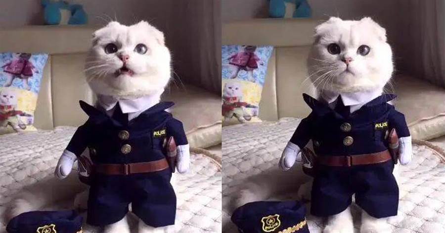 主人給喵咪穿上軍服，呆萌警覺，一看就是白貓警長