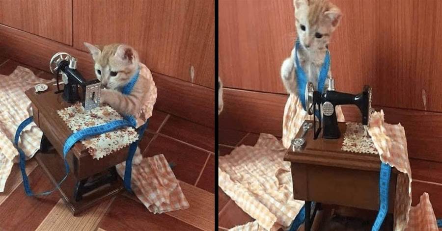 貓咪跑到縫紉機旁邊，有模有樣的干起活來，貓：努力掙貓糧的一天
