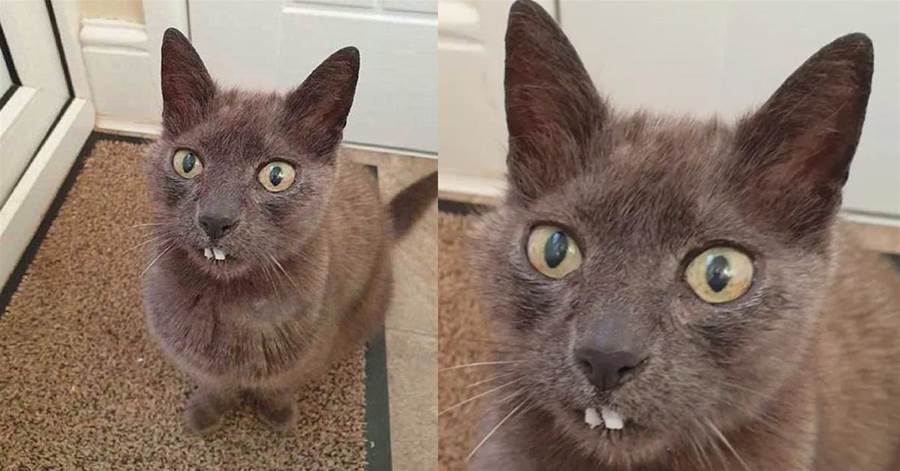 貓咪被拔牙后，自己長出兩顆大門牙，鏟屎官：還真像回事